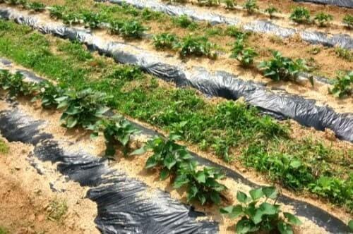 고구마-재배밭-토양요건-밑거름-거름주기