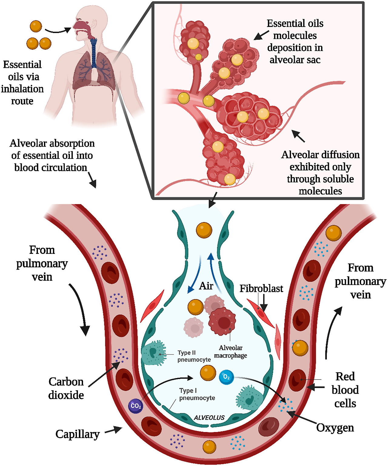 에센셜 오일을 흡입하면 이러한 분자가 호흡기의 폐포 주머니에 접근할 수 있습니다. 그러나 용해성 분자만이 폐포 확산을 보여 혈류에 혼합되어 신체로 더 많은 순환을 이루었습니다(Biorender.com 으로 생성됨).