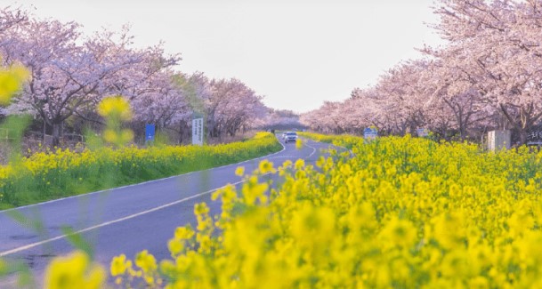 제주 유채꽃