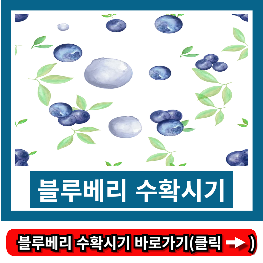 블루베리 수확시기