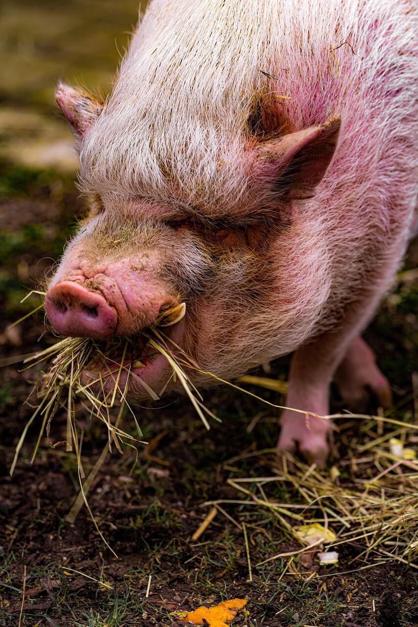 2025년8월돼지띠운세