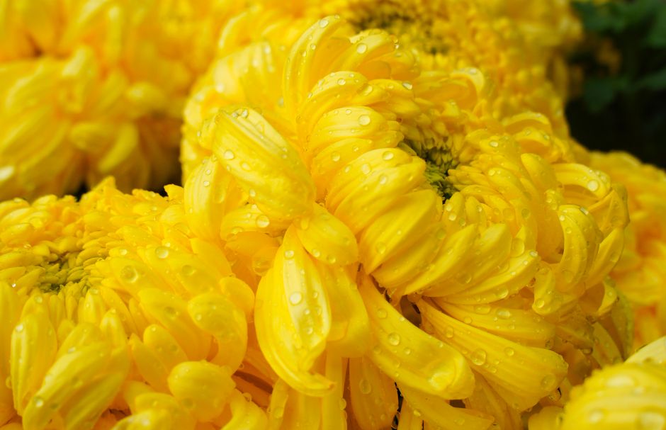 Close-up of bright yellow chrysanthemums covered in fresh dew drops, capturing natural beauty.