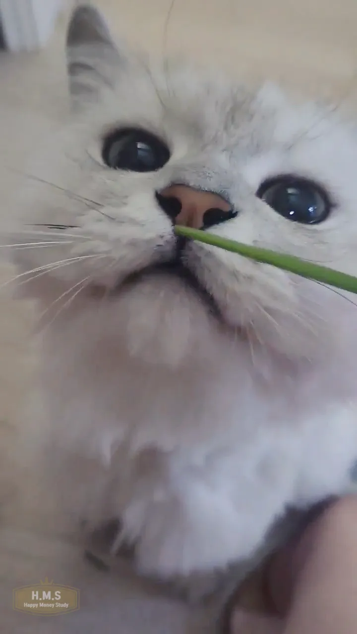 고양이-귀리-먹방-냄새맡는-쿠키