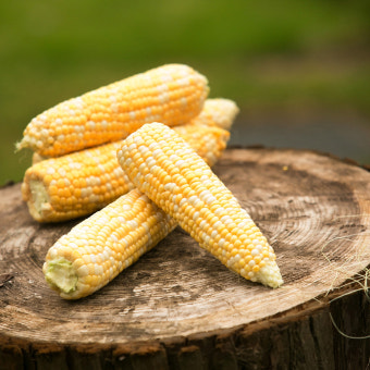초당옥수수 삶는 방법(버터구이&amp;#44; 솥밥 등)