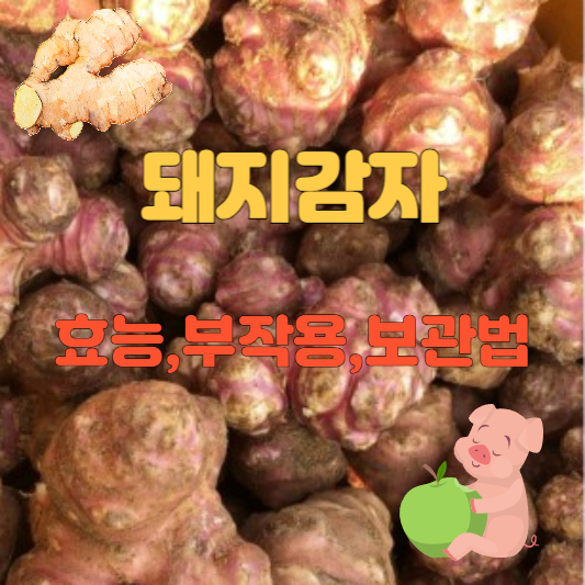 돼지감자 효능 부작용 보관법