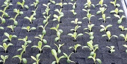 서유채농장-새싹채소