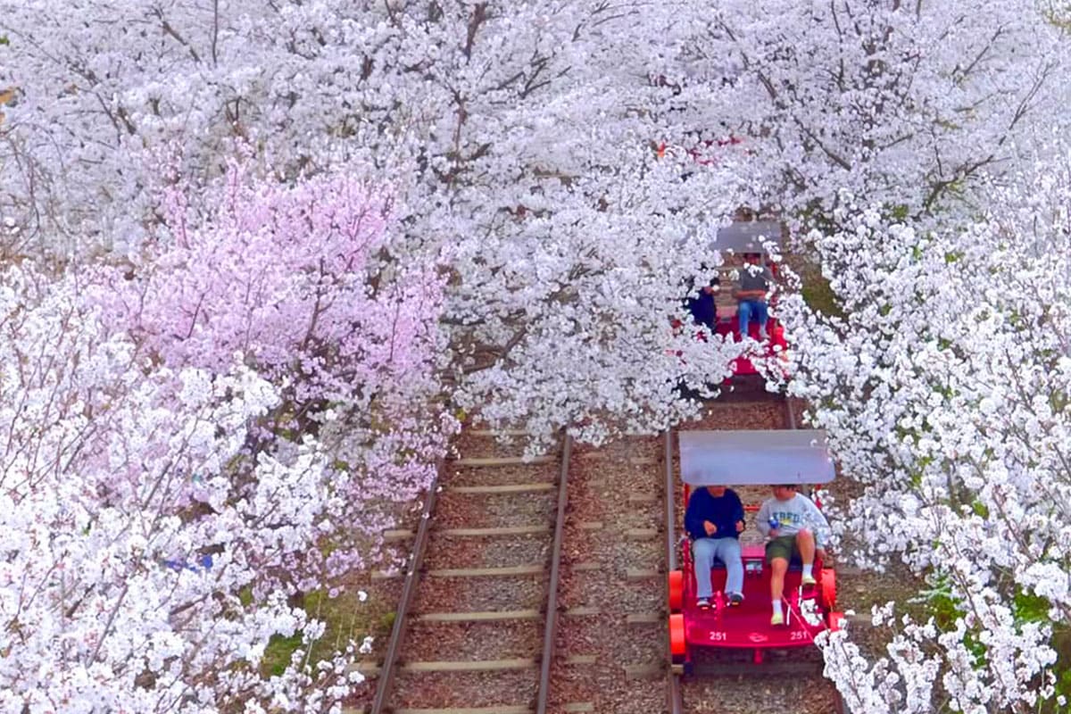 하동, 구례 벚꽃 여행 코스 확인하러 가기