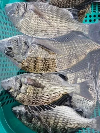 압해도 장감리 감성돔 포인트 소개와 혼자하는 낚시의 즐거움 완벽 낚시 가이드_8