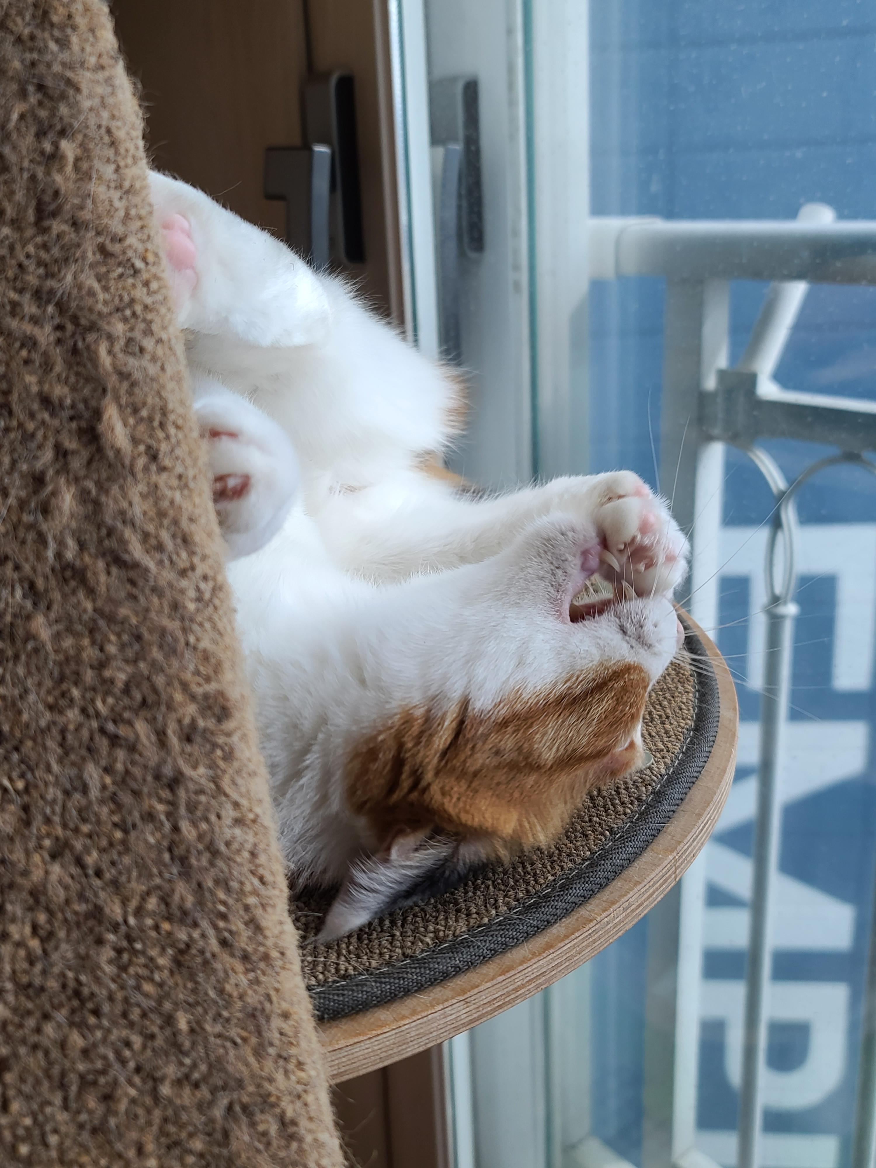 귀여운 아기맹수 사차원고양이