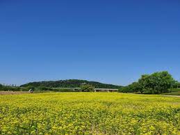  2024 창릉천 유채꽃 축제 특징