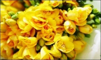 프리지아 수선화 꽃말 꽃다발 선물 의미_11