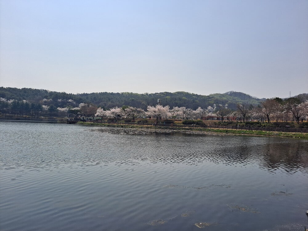 이천설봉공원벚꽃