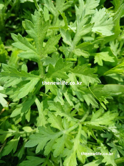 쑥 효능 요리 활용 성분 영양가치