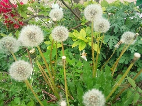 민들레 홀씨 관련 사진