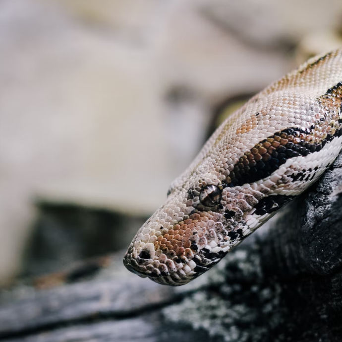 뱀에 물렸을 때