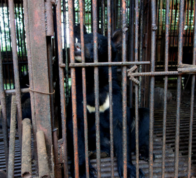 철장안에 갇혀있는 사육 곰