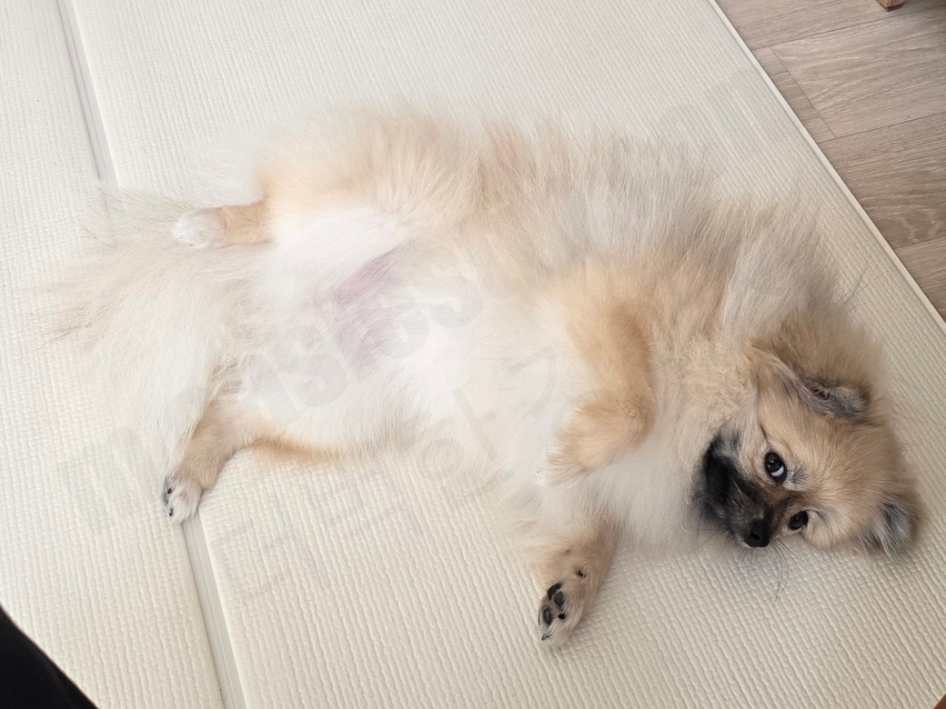 배를 보이며 누워 있는 강아지