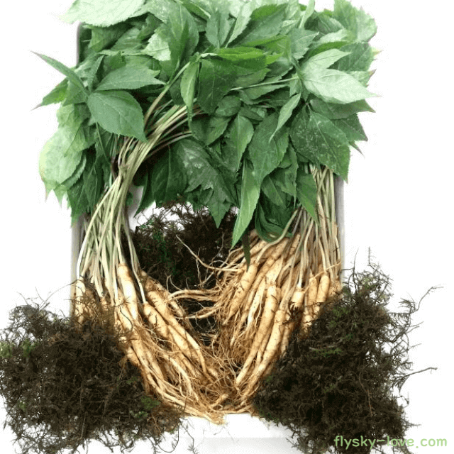 웰빙식품 새싹삼 효능