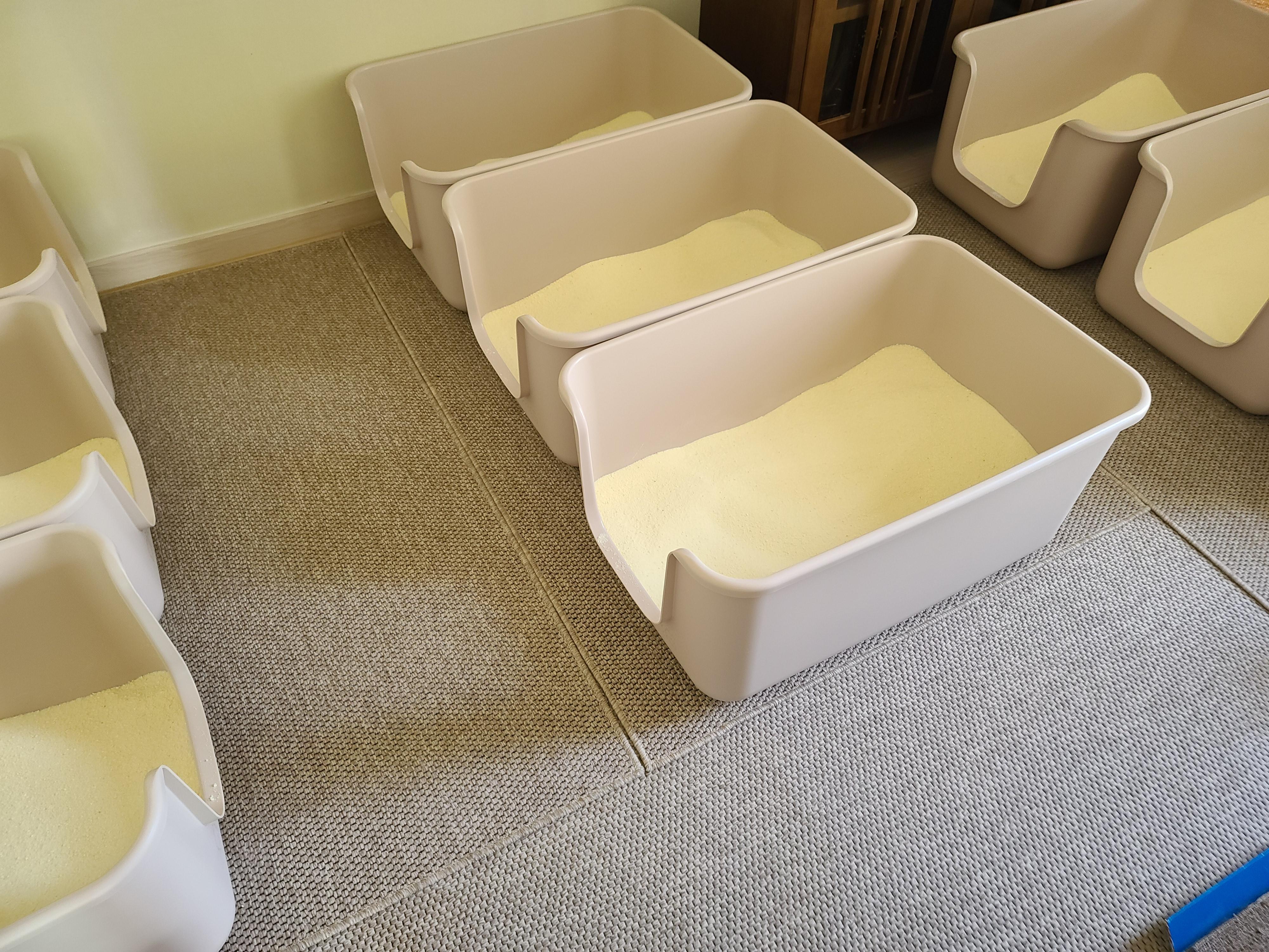 9냥이 집사의 눈뜨면 하는 일들.