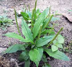plantain 2