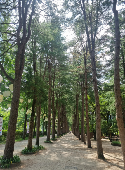 남이섬의 유명한 메타세콰이어길