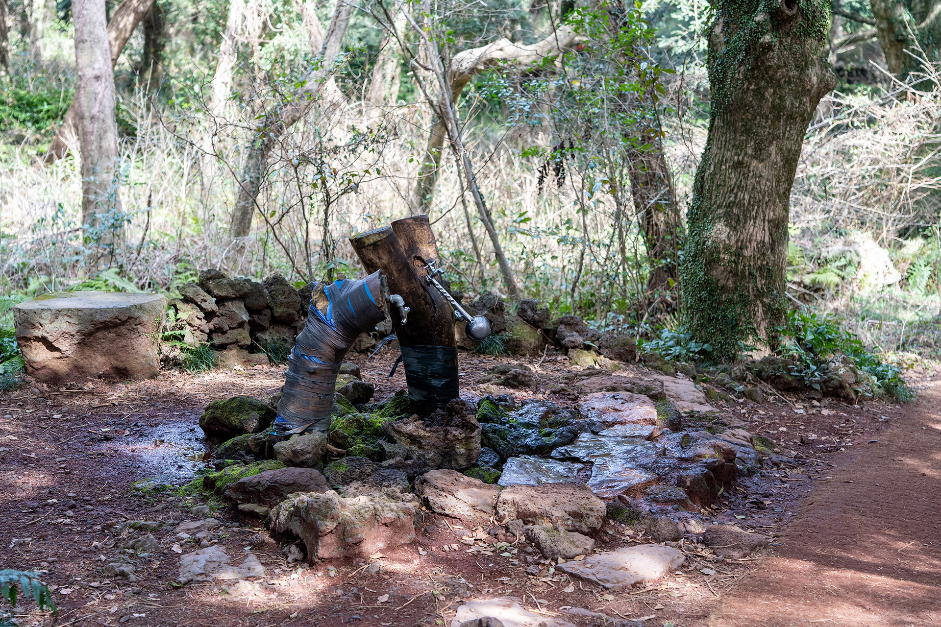 비자나무 우물터