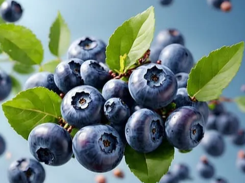 냉동 블루베리 항염효과