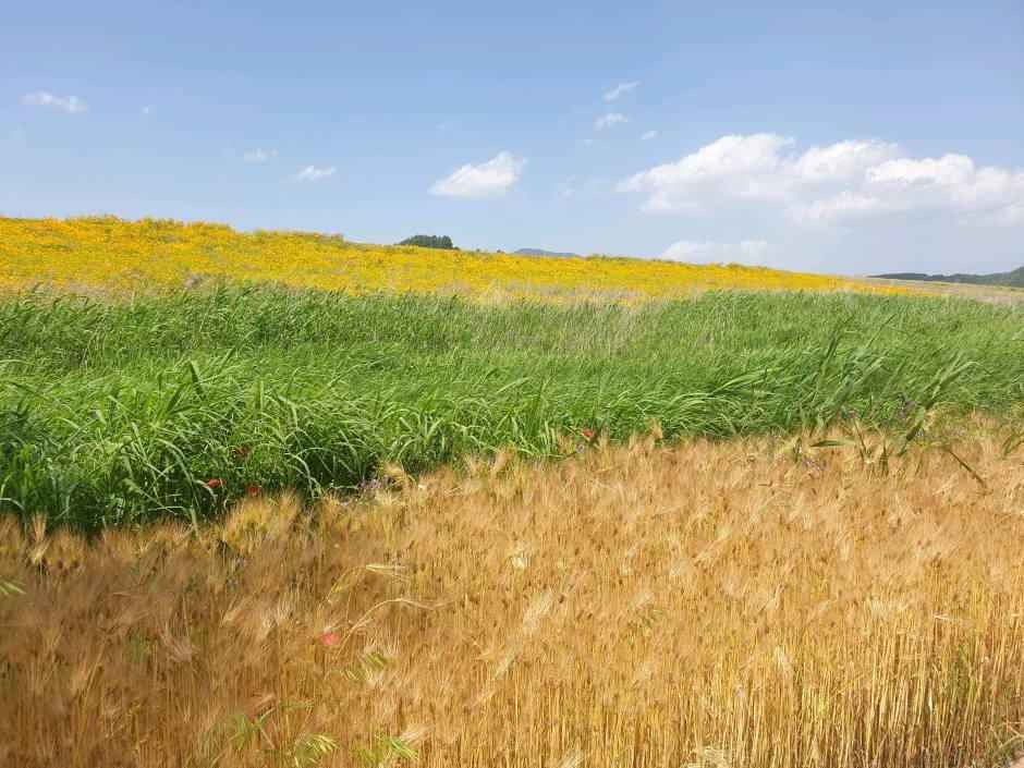 밀양 초동연가길