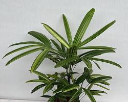 관음죽 서황금 이미지 사진