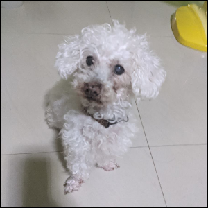 토이푸들