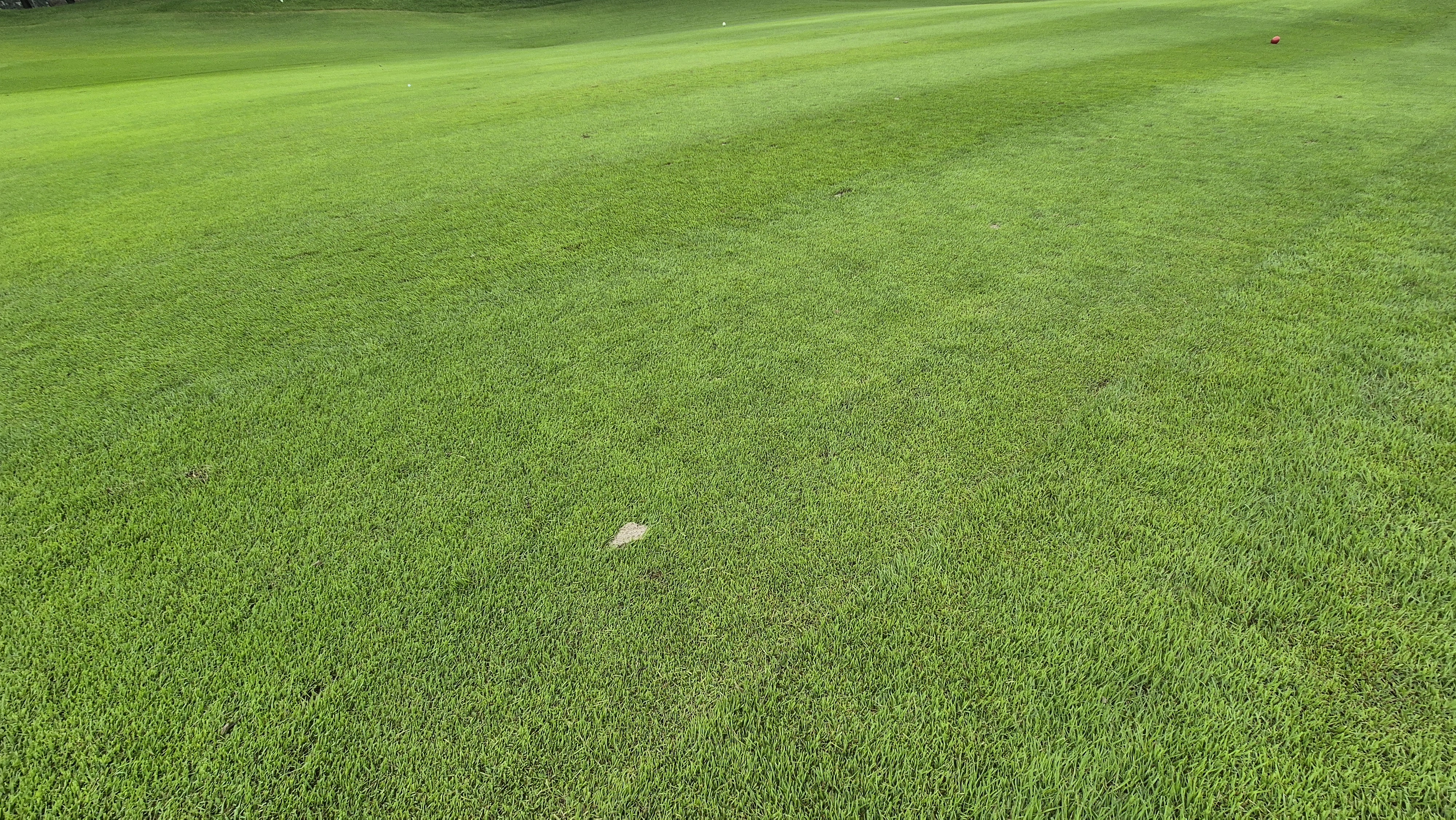 파인스톤cc 페어웨이 관리상태