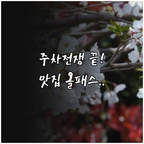 정읍 벚꽃축제 방문 전 확인해야 할 ..