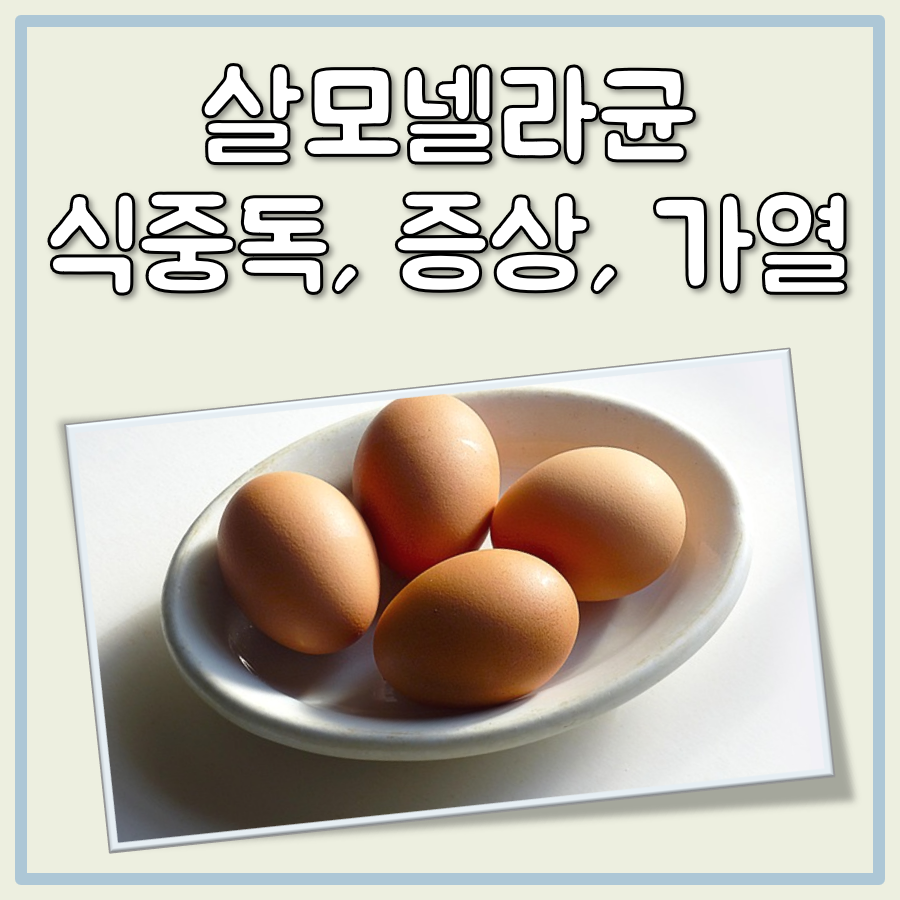 여름철 살모넬라균 식중독 증상 특징과 가열 사멸 조건 대표 이미지
