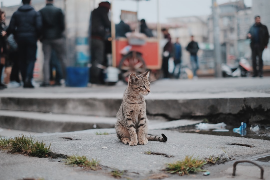 Cat flu.