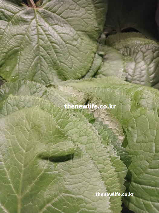 곰취 효능 신경 안정 정유 성분