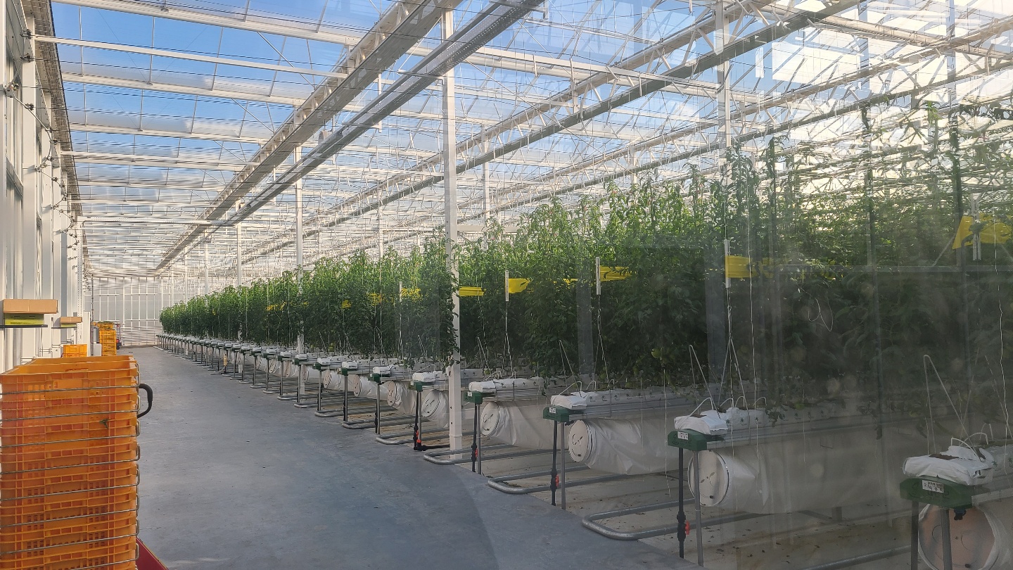 스마트팜 혁신밸리 재배실습장 현장의 모습입니다.