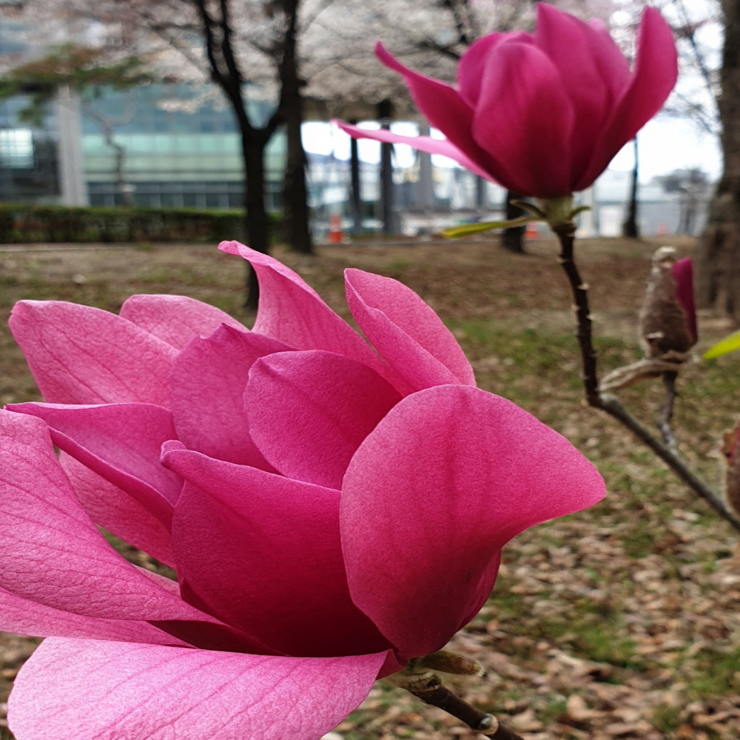 봄에 피는 목련꽃사진