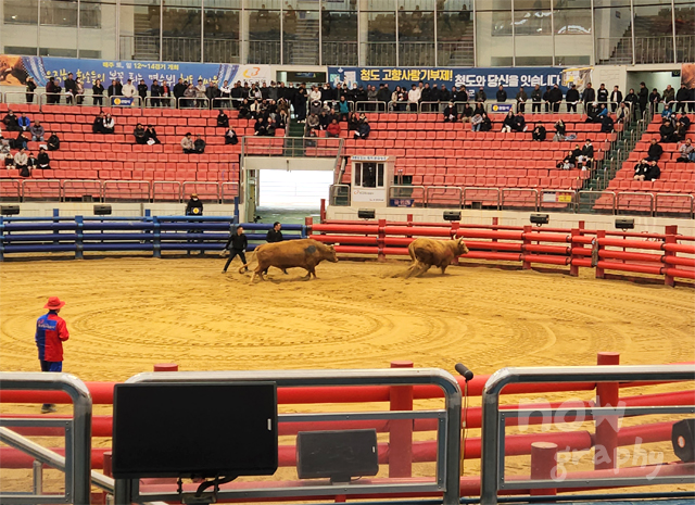 청도-소싸움경기장