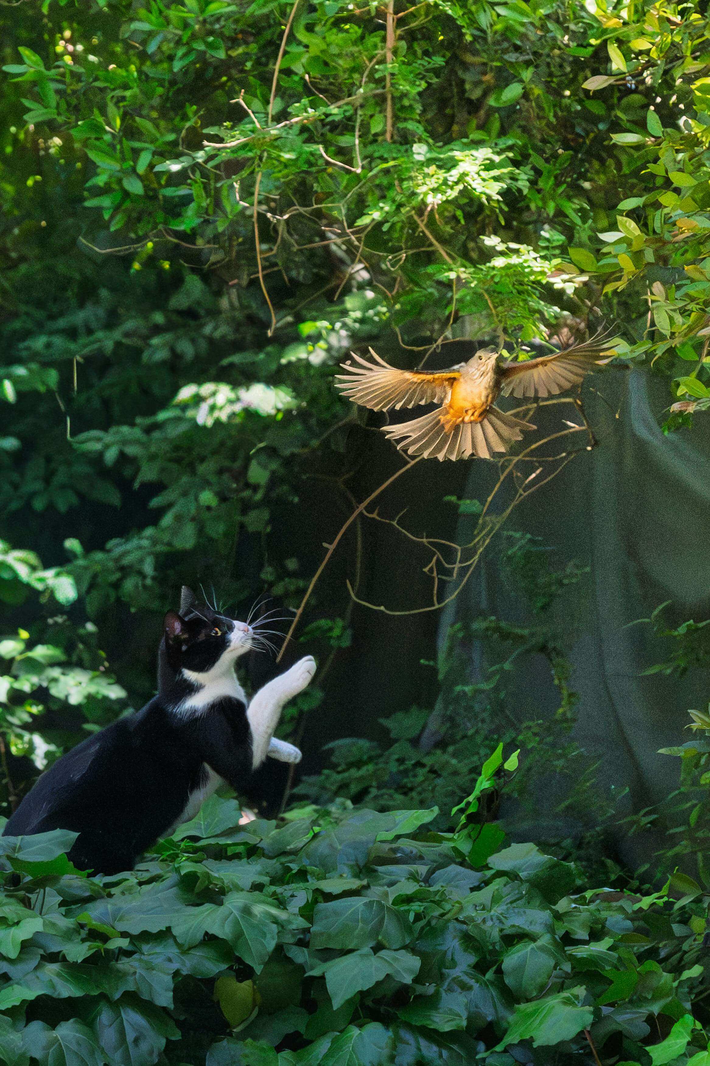 한국 야생 고양이 삵과 고양이의 교배 가능성, 생태학적 논쟁