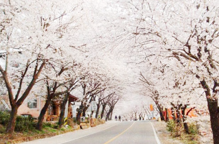벚꽃 명소