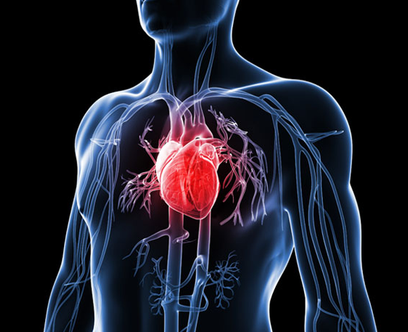 인간-심장-그림