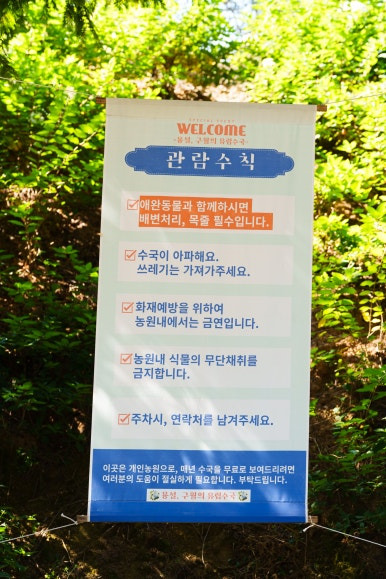 용설-수국축제-관람-수칙
