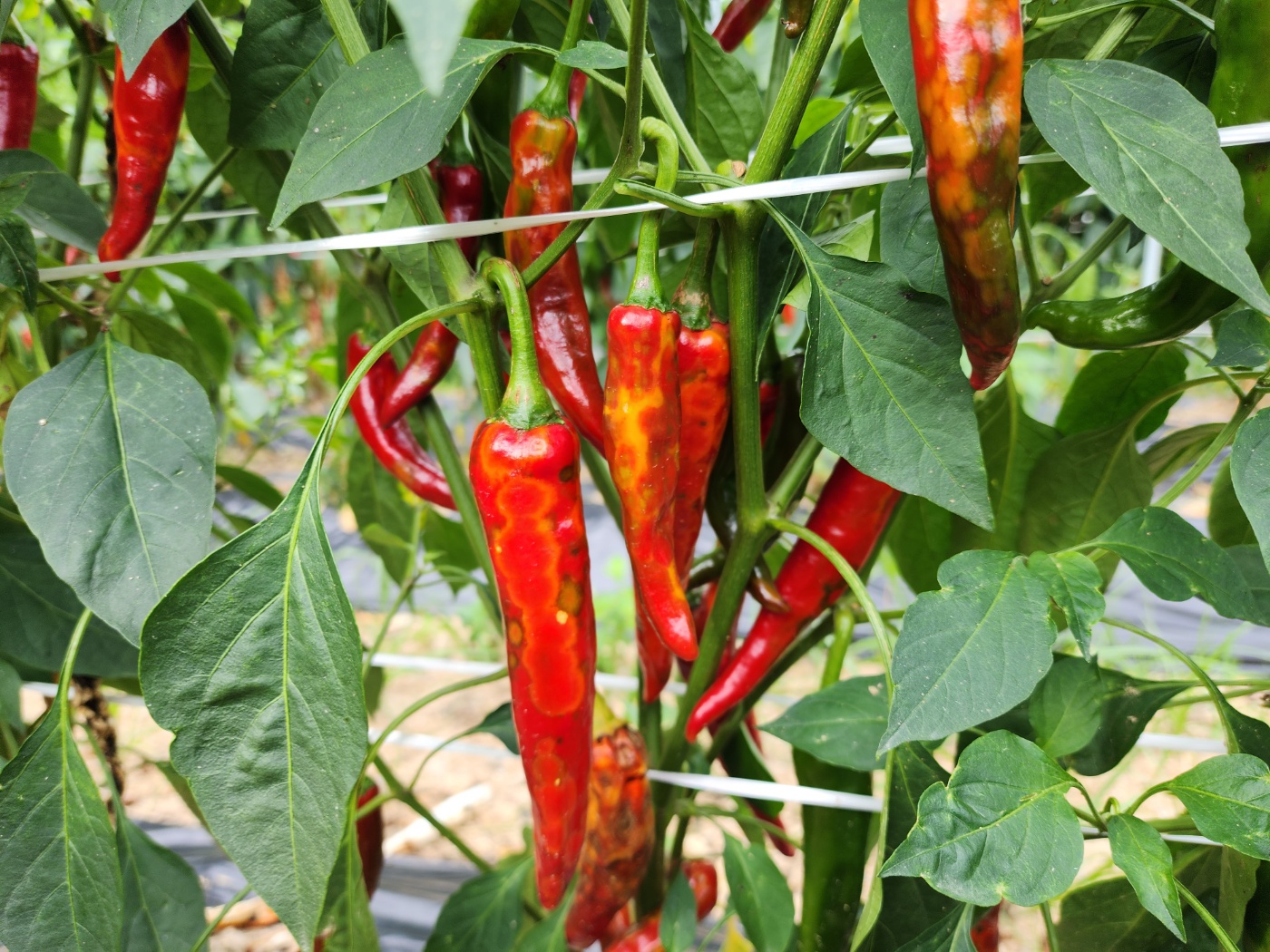 고추병충해 종류 사진 방재, 역병 탄저병 바이러스병 풋마름병