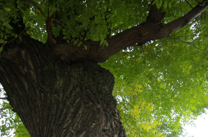 느티나무 관련 이미지