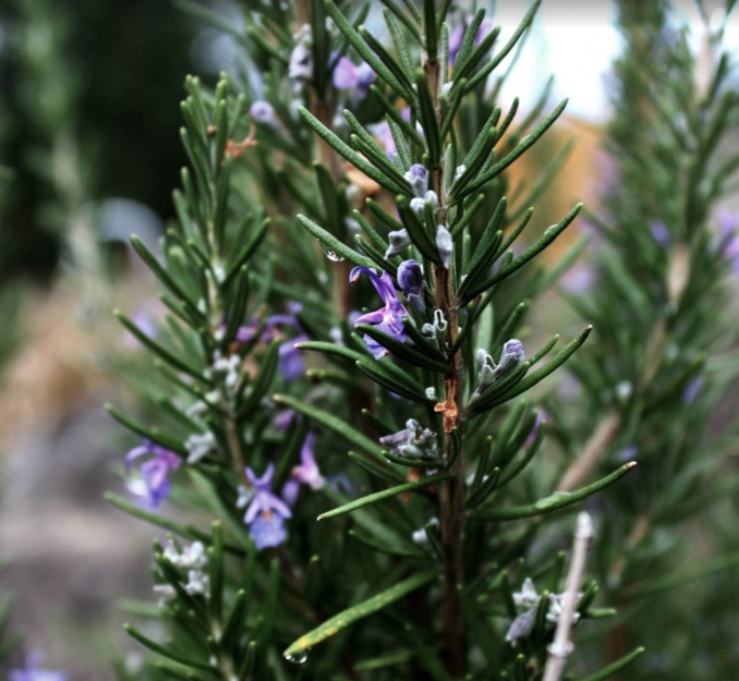 로즈마리 에센셜오일 활용 레시피