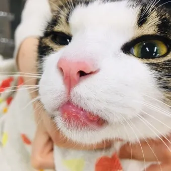 "고양이