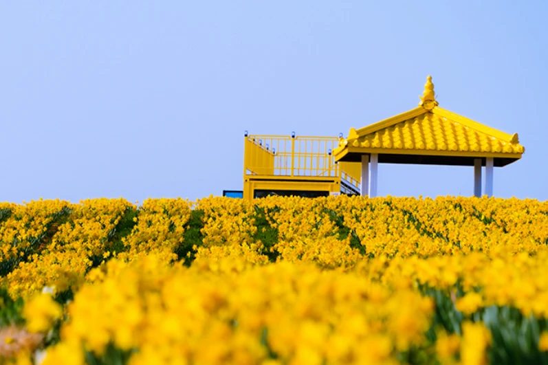 2025 신안 섬 수선화 축제 일정&amp;#44; 입장료&amp;#44; 여객선 시간표 총정리
