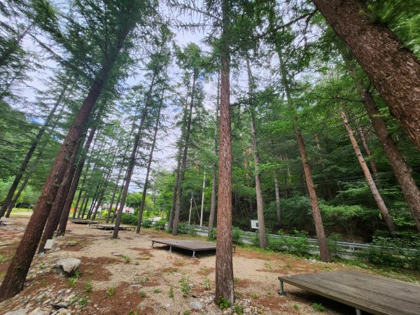 금강송캠핑장_사이트