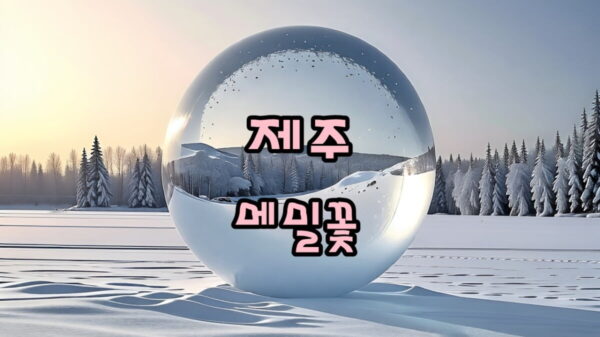 제주 메밀꽃 썸네일