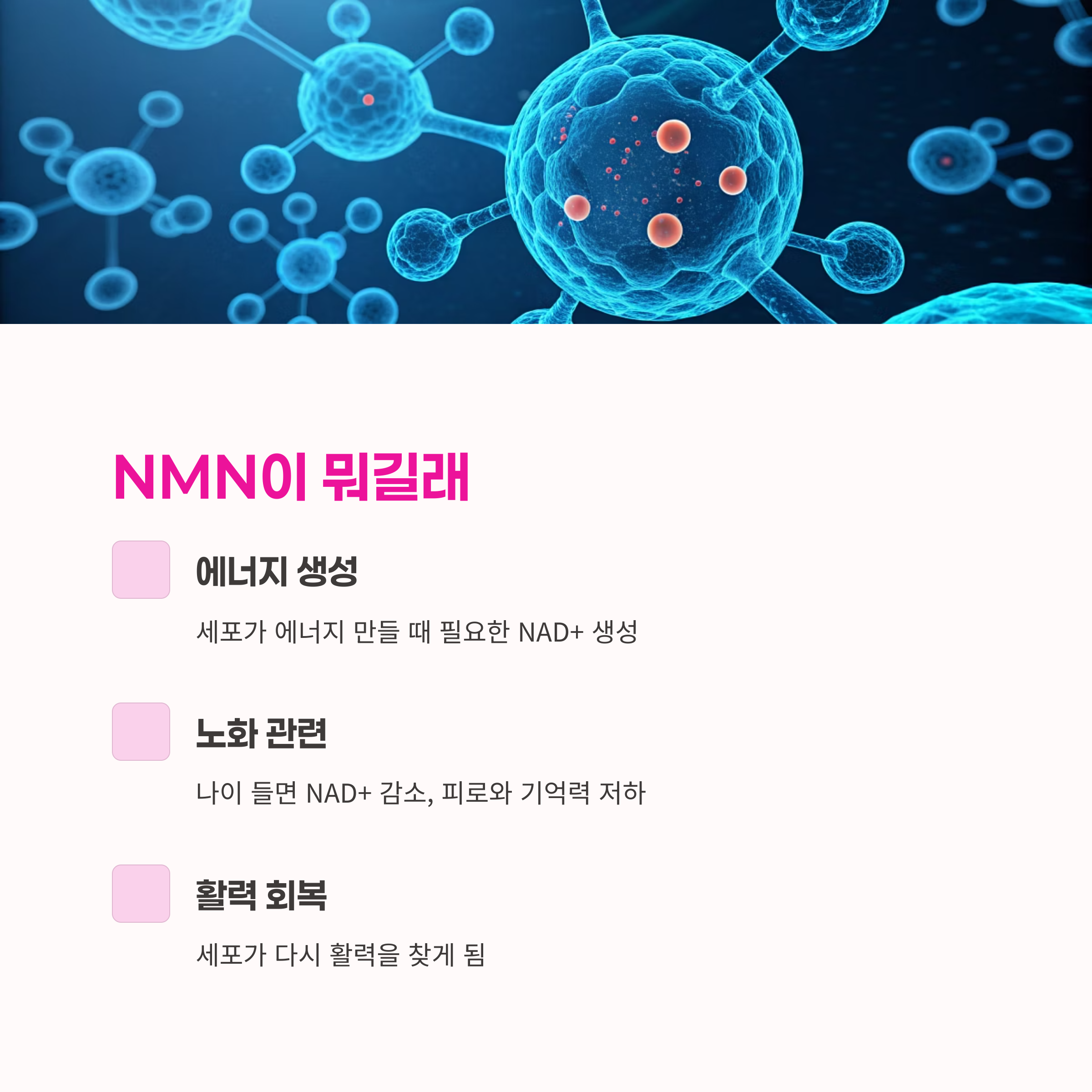 NMN복용법,